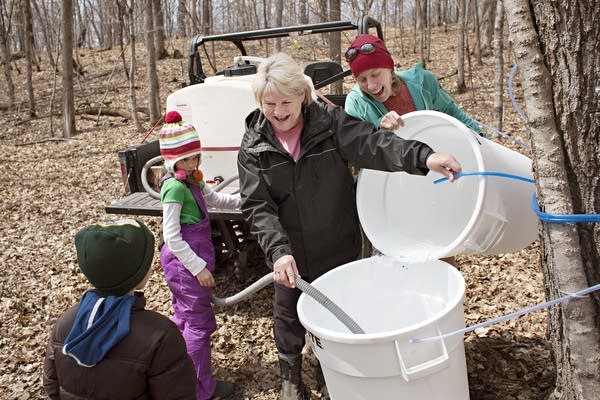 Sap, short season keep Minnesota's maple syrup makers running in the spring