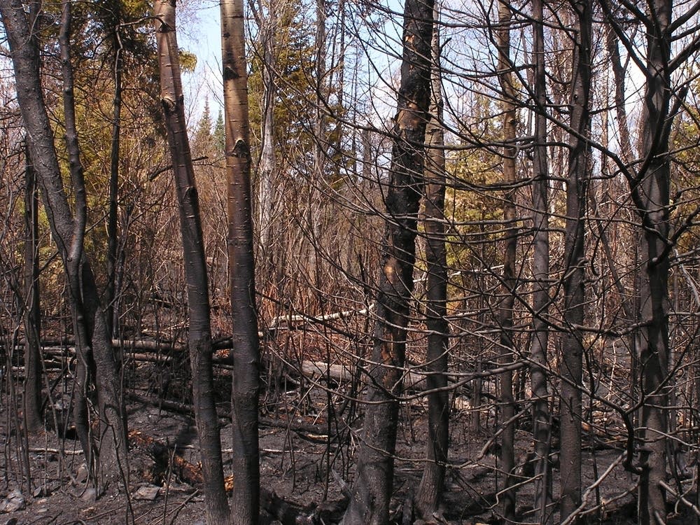 Charred trees