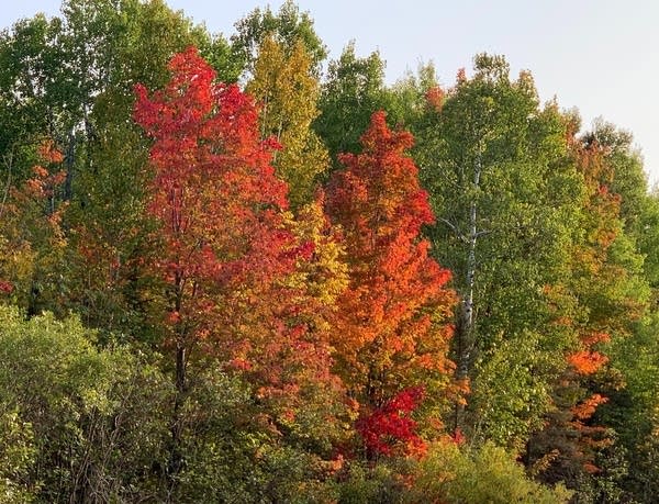 Maples turning colors