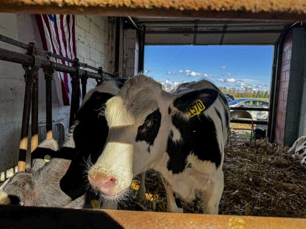 Maui, one of Curious Cows & Co. calves,