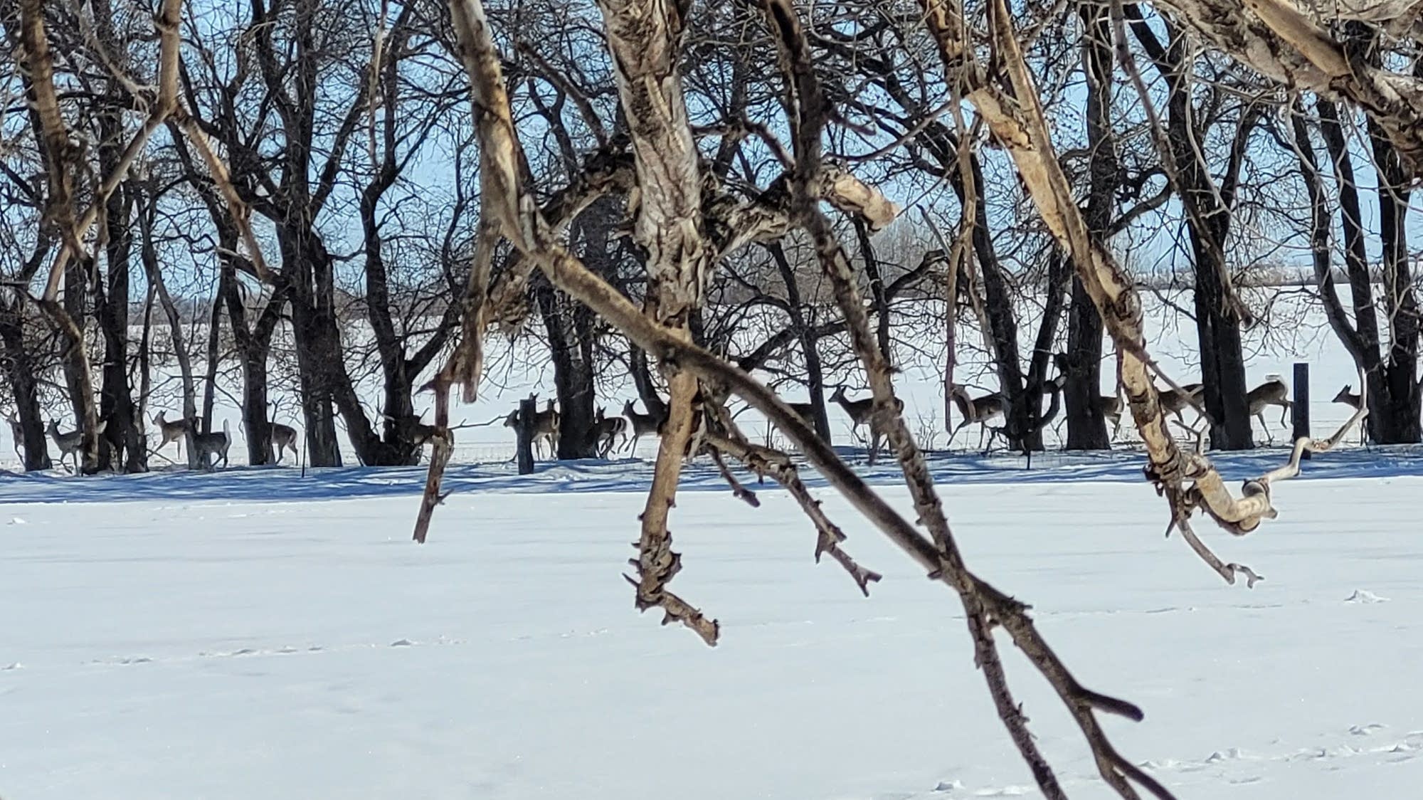 Minnesota farmers want help fending off voracious deer - Vimarsana News