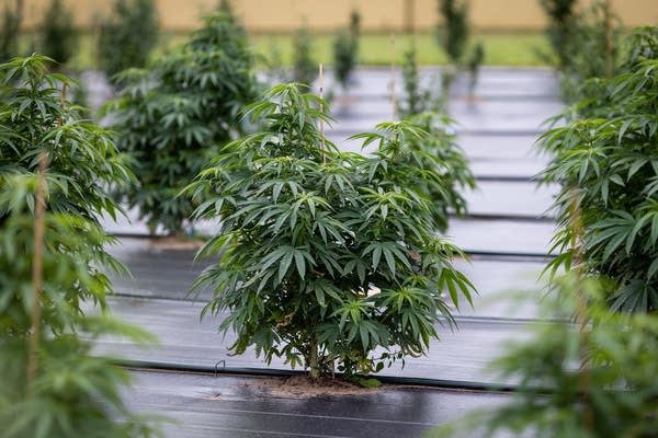 A marijuana plant grows at a farm
