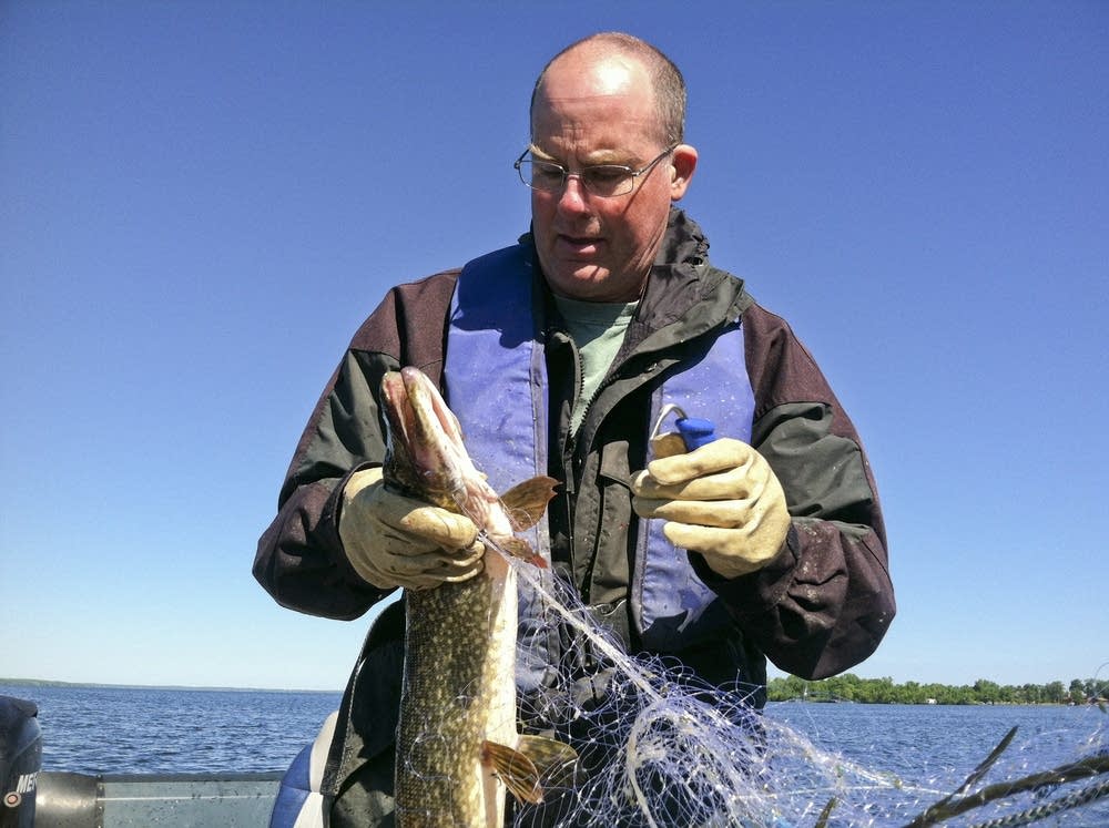 Untangling fish