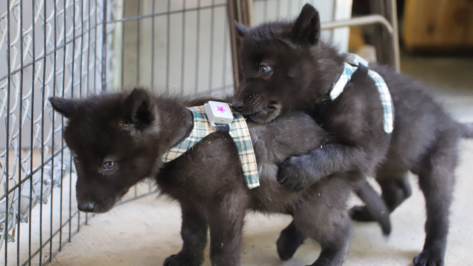 Scientists study wolf pups learning to walk and socialize in Ely | MPR News, image size:2000x1124