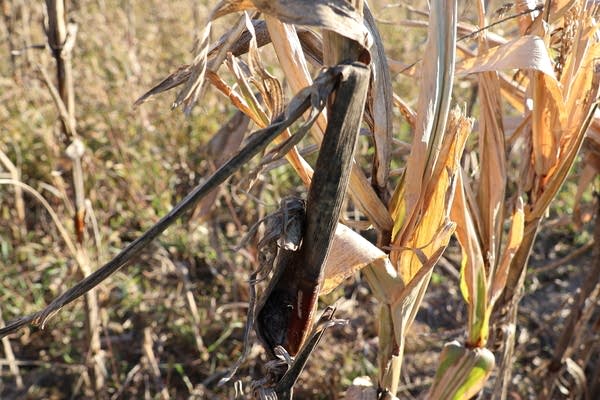 Corn stalks.