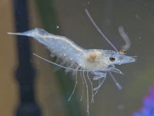 A shrimp swims in a display aquatic tank.