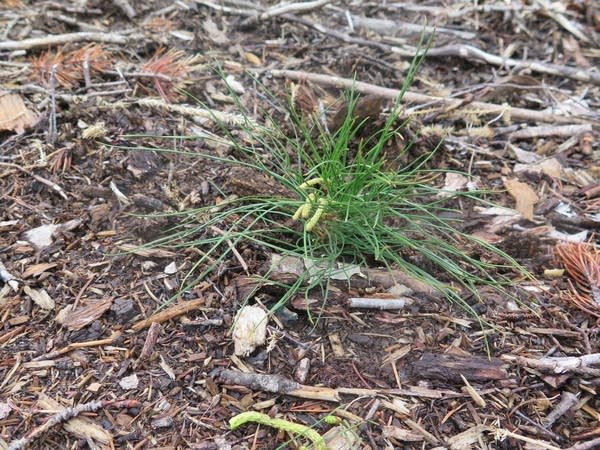 A jack pine seedling