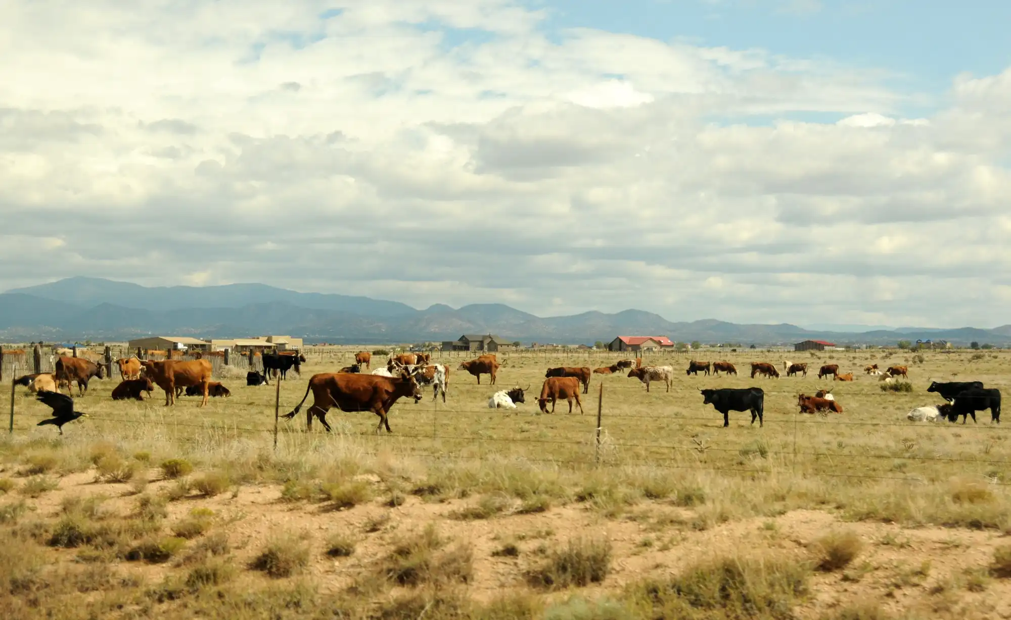 Farmers, ranchers in the Southwest adapt to the region’s worst drought ...