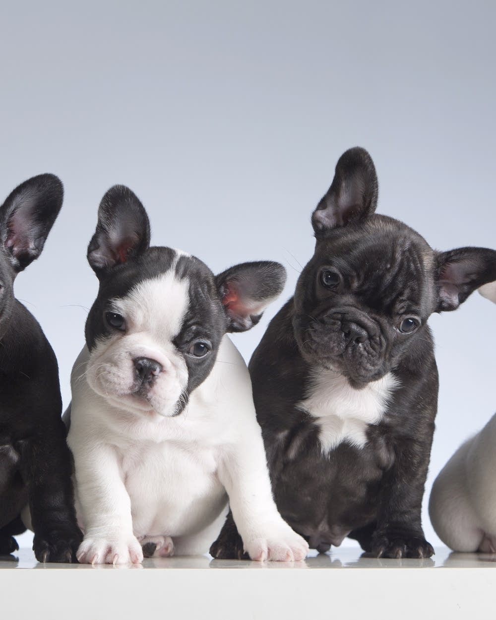 Hot akc french bulldog cost 2025 Black Friday