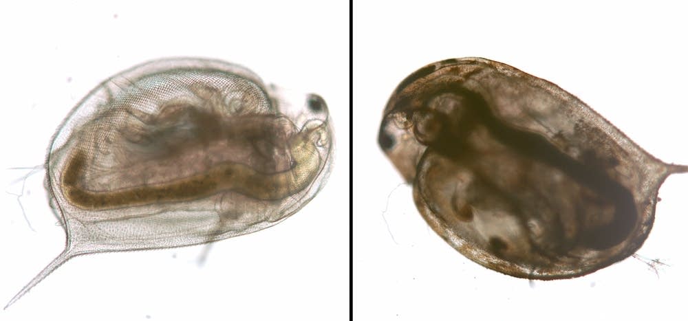 Daphnid nanoparticle