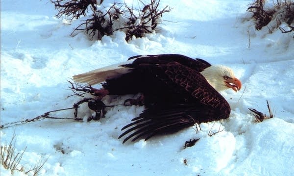 Trapped eagle