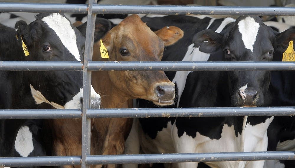 Cows wait to be auctioned at the MacLaren farm