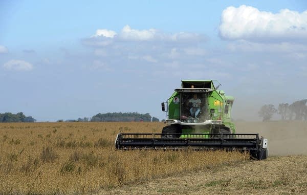 GMO soybeans