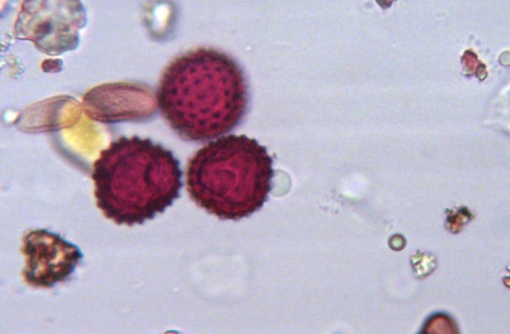 Ragweed pollen