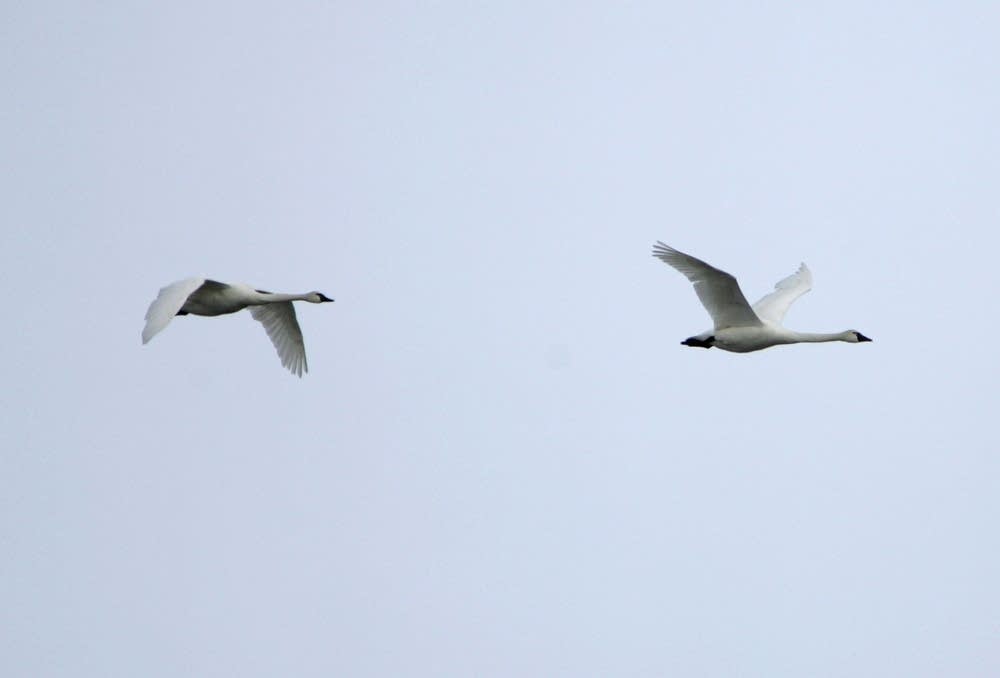 Two Trumpeter Swans fly near one another.