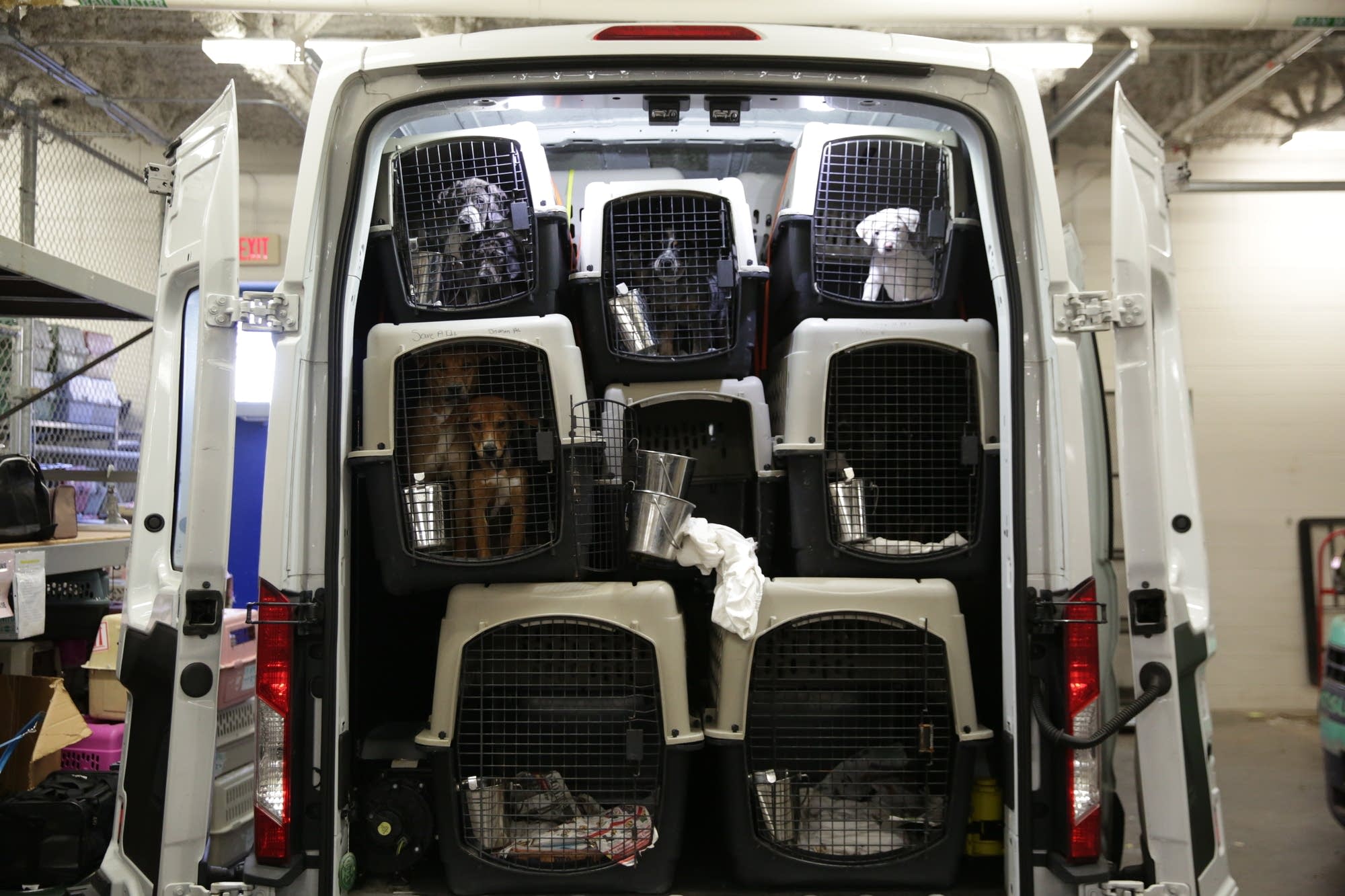 Animal transports bring thousands of rescues to homes in Minnesota