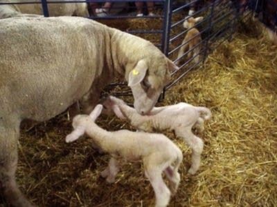 Lambs at fair