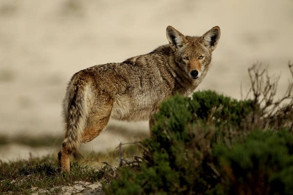 A coyote wanders through sand dunes and scrub brush