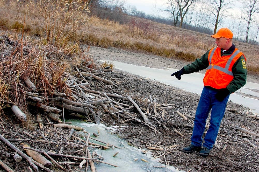 Abandoned beaver lodge