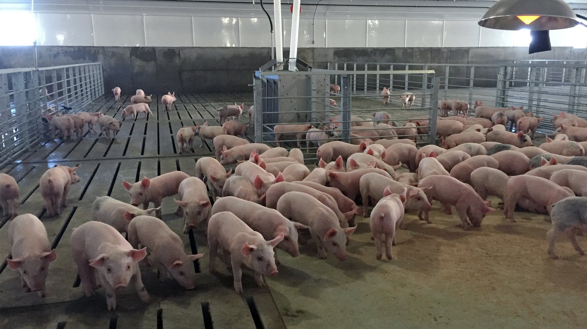 A group of pigs in Spronk's barn.