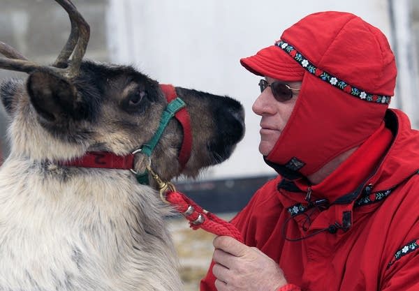 Photos: Reindeer for rent