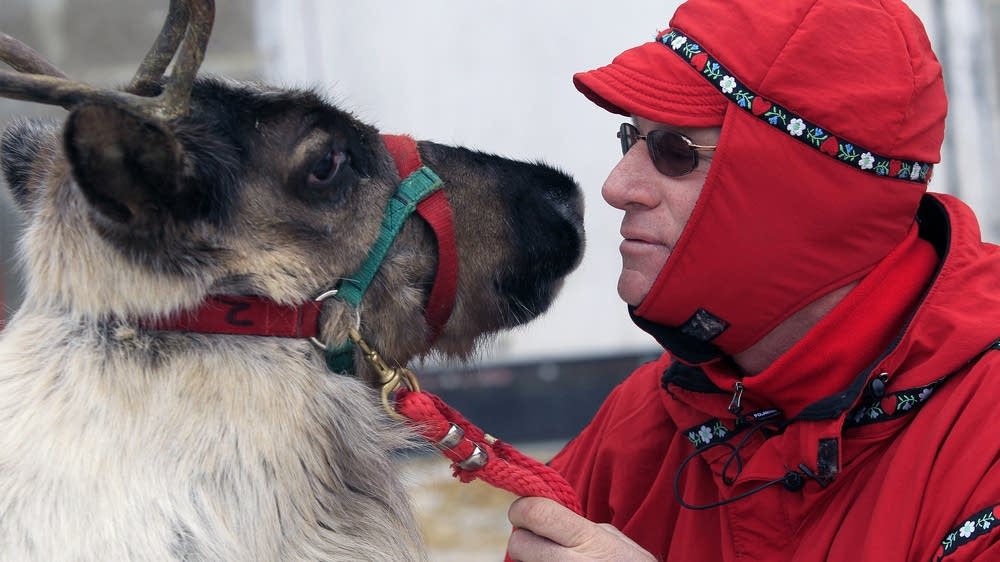 Photos Reindeer for rent MPR News
