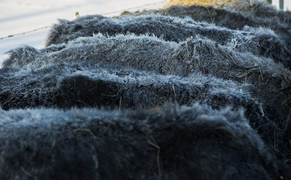 Frost on the backs of cattle.