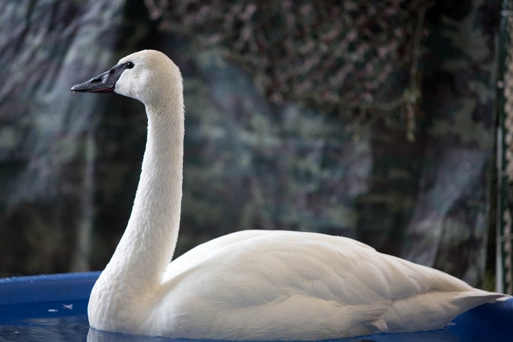 Swan
