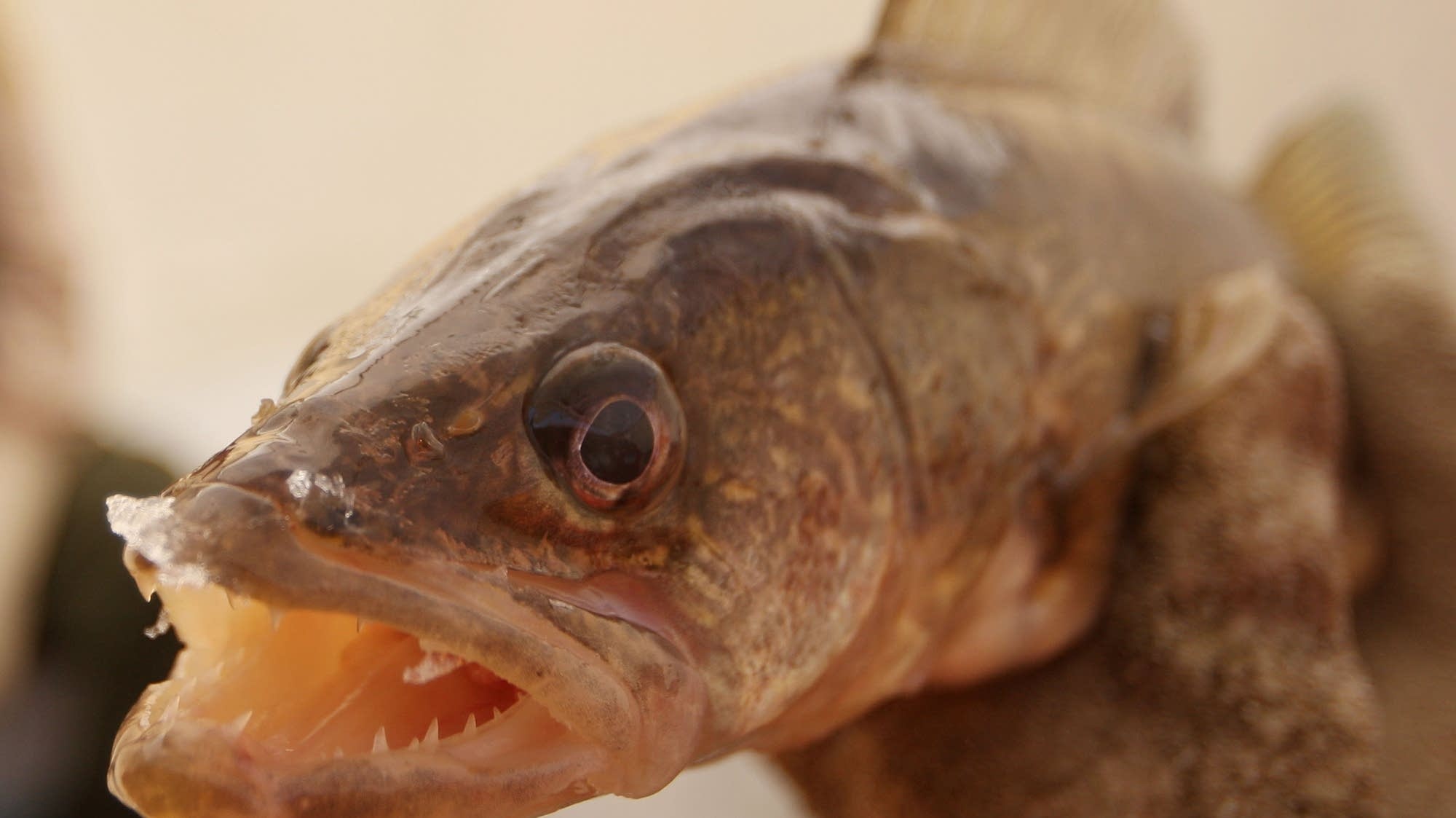 DNR regional fisheries managers see good prospects ahead of 2026 fishing opener