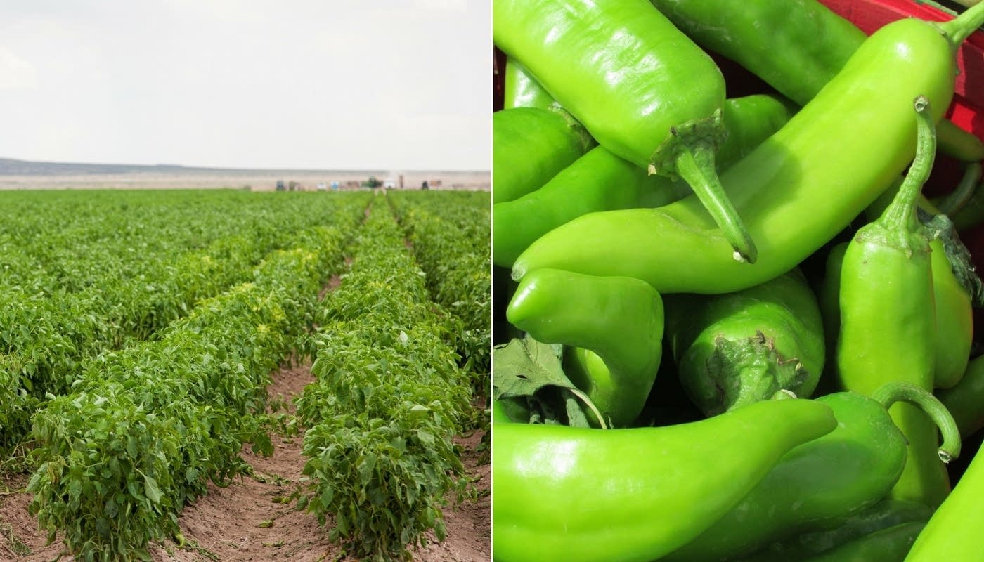 America’s Test Kitchen cooks up Colorado Green Chili The Splendid Table