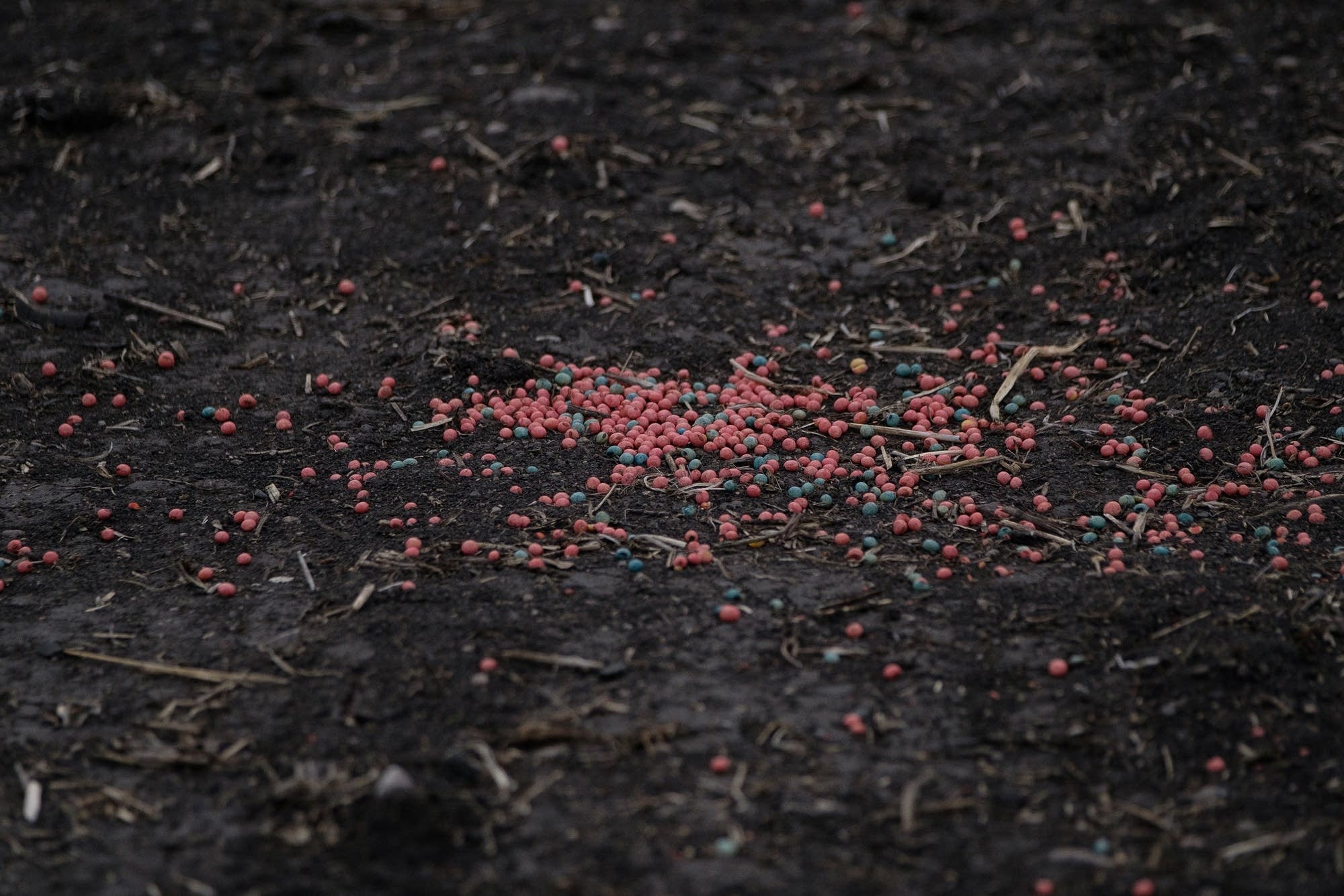 Spilled seed on the edge of a field near the Tympanuchus WMA.