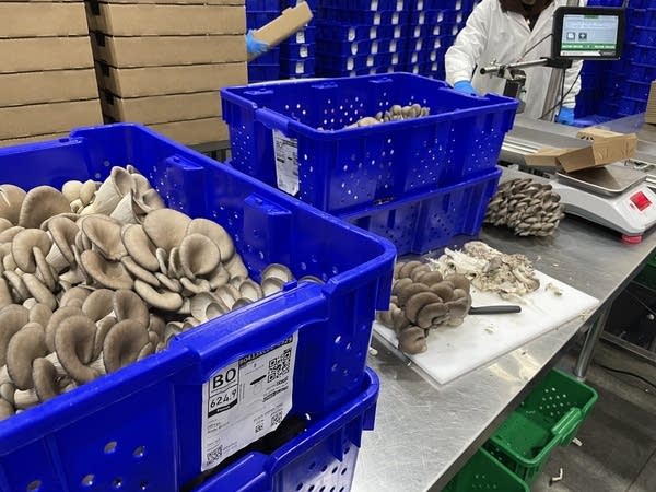 A table with mushrooms in blue bins. A worker prepares more in the background.