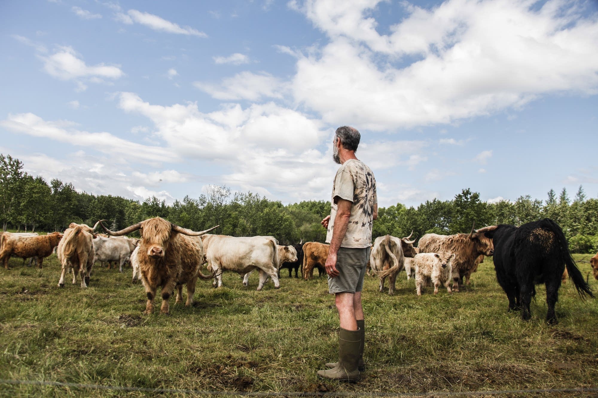 Owner Paul Conklin looks out at his grass-fed beef cattle.