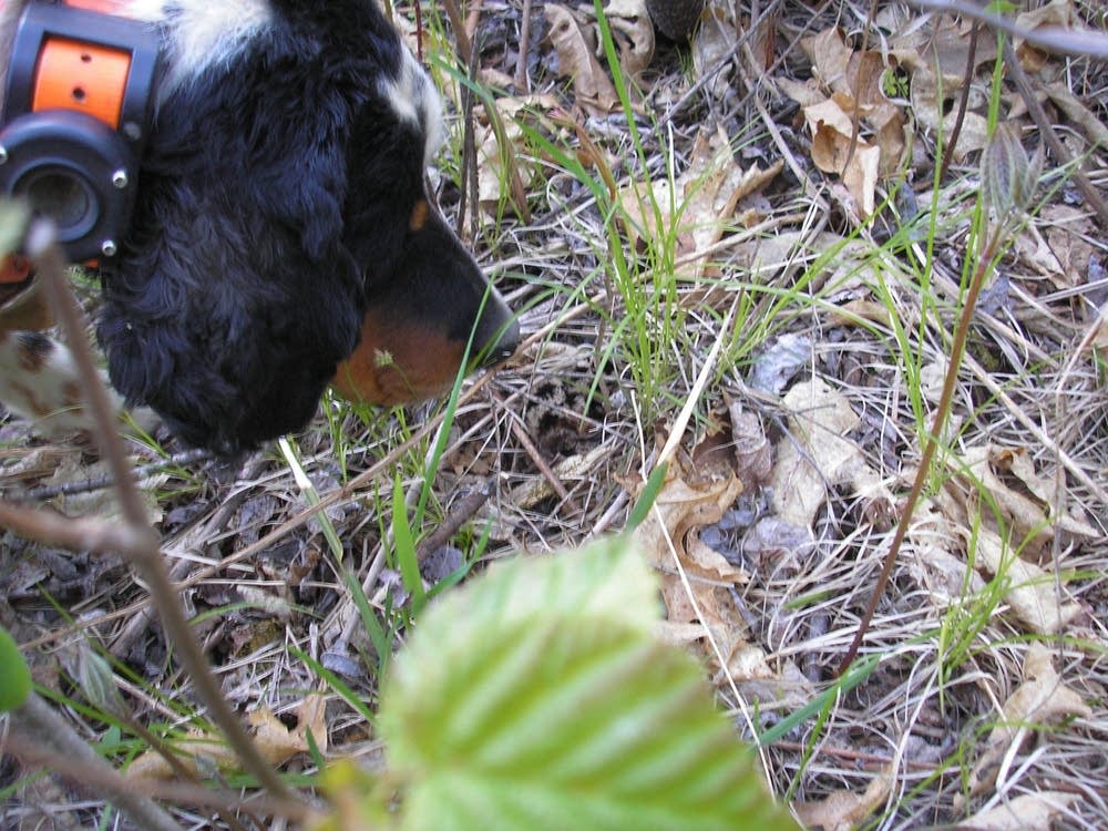 Woodcock chick