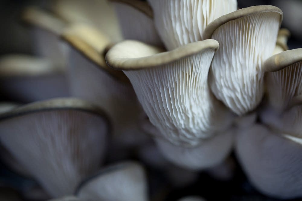Oyster mushrooms