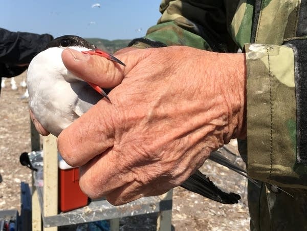 A common tern bites the thumb of Minnesota DNR volunteer Fred Strand.