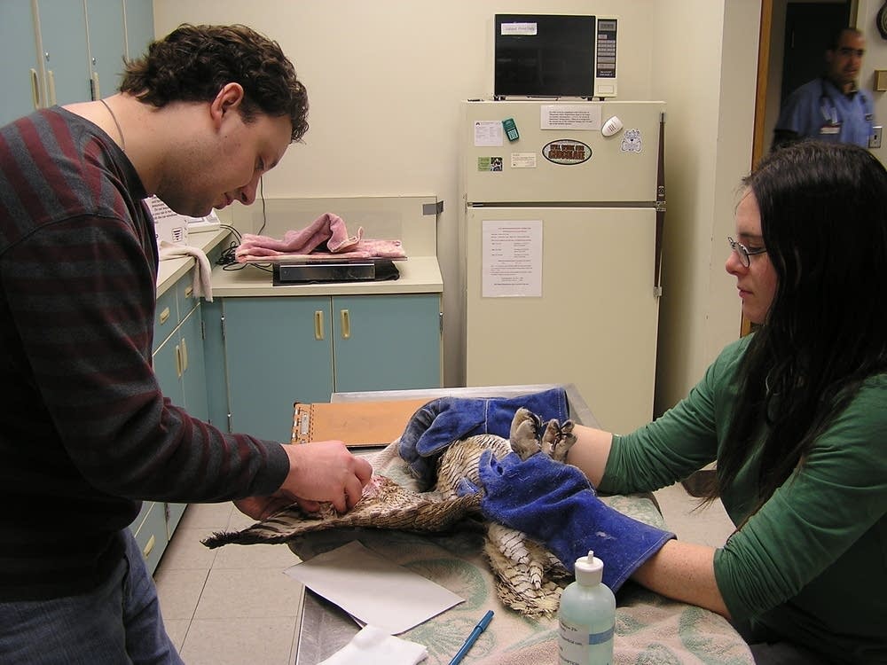 Treating an owl
