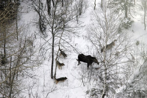 Isle Royale wolves prepare to attack a bull moose