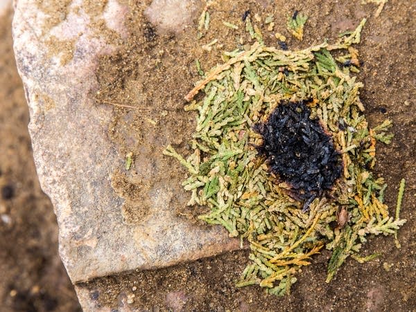 Offering of cedar and tobacco