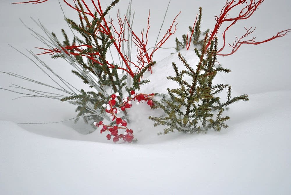 Berries in snow