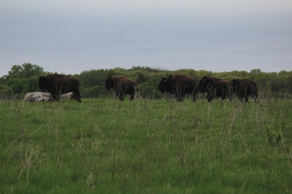 Bison stand in a field at the Belwin Conservancy