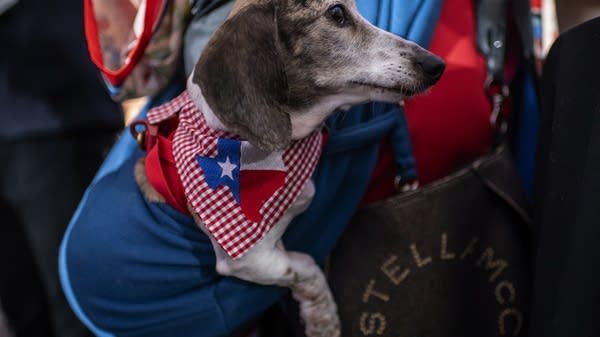 An attendee's dog wears a bandana featuring a Texas-shaped graphic filled with the state flag at a watch party for Republican Senate candidate, Texas Attorney General Ken Paxton on March 3, 2026 in Dallas, Texas.