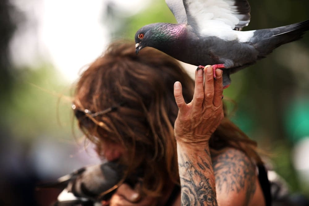 Larry, a bird enthusiast, feeds pigeons