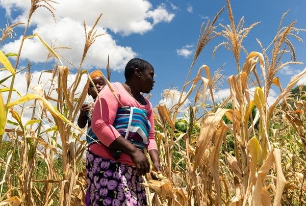 Future Nyamukondiwa inspects a stunted cob in her dry maize field on March 13, 2019, in the Mutoko rural area of Zimbabwe. (Photo by Jekesai NJIKIZANA / AFP)        (Photo credit should read JEKESAI NJIKIZANA/AFP/Getty Images)