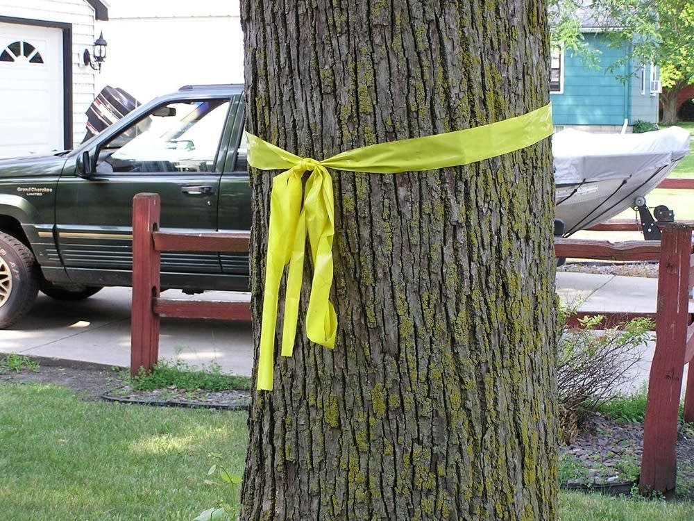 Yellow ribbons at Cody's house in Winthrop