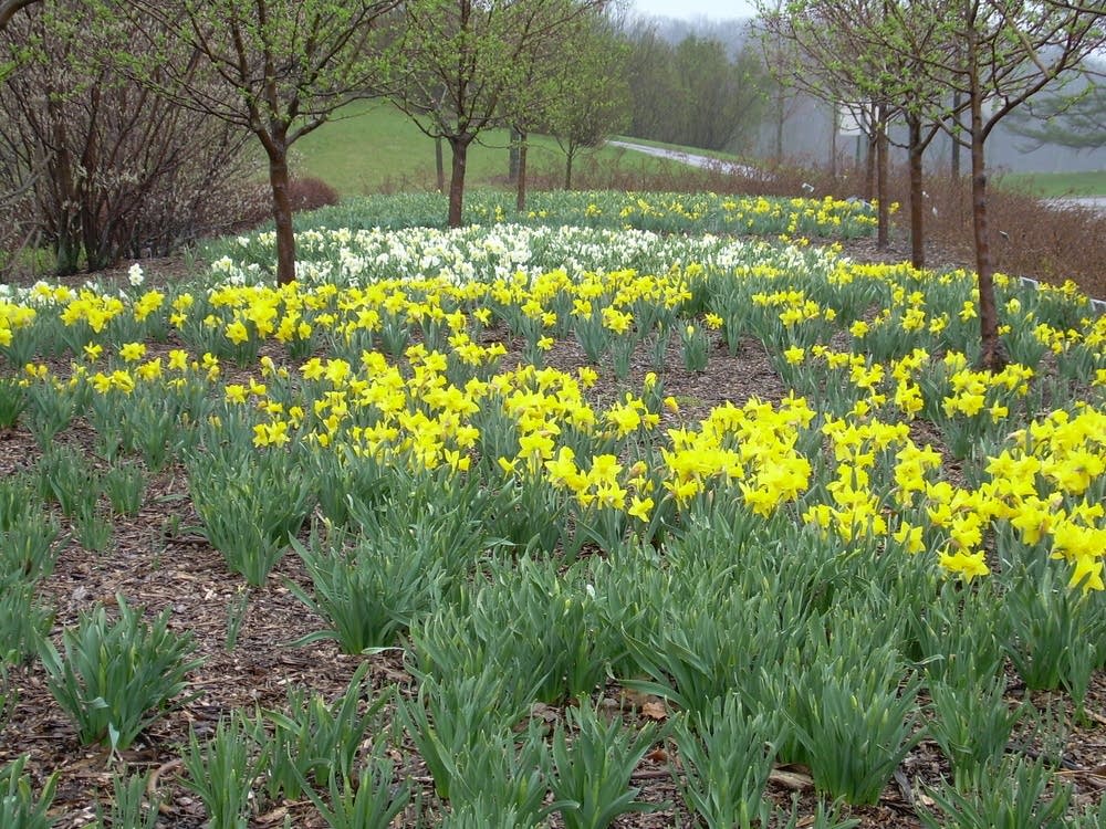 spring flowers