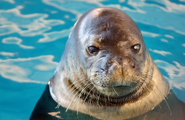 Nani, a Hawaiian monk seal