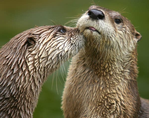 River otters