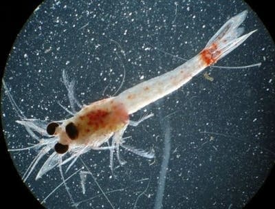 20 years after reaching the Great Lakes, the invasive bloody red shrimp colonizes Lake Superior
