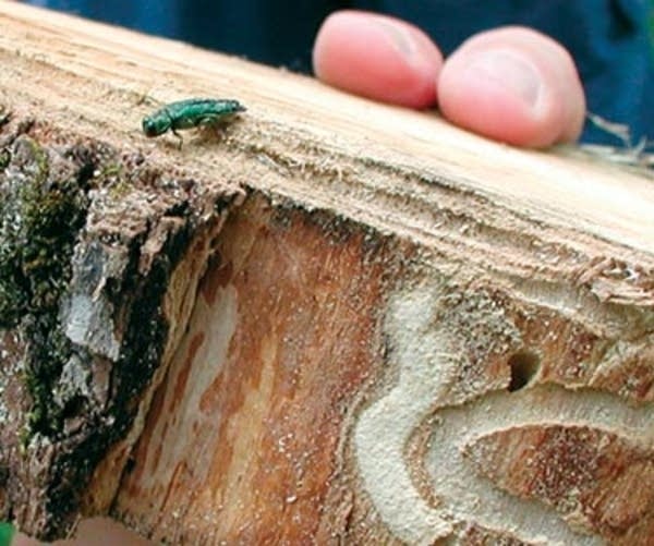 Wood Borers In Firewood